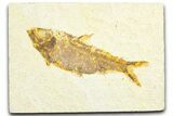 Detailed Fossil Fish (Knightia) - Wyoming #360719-1